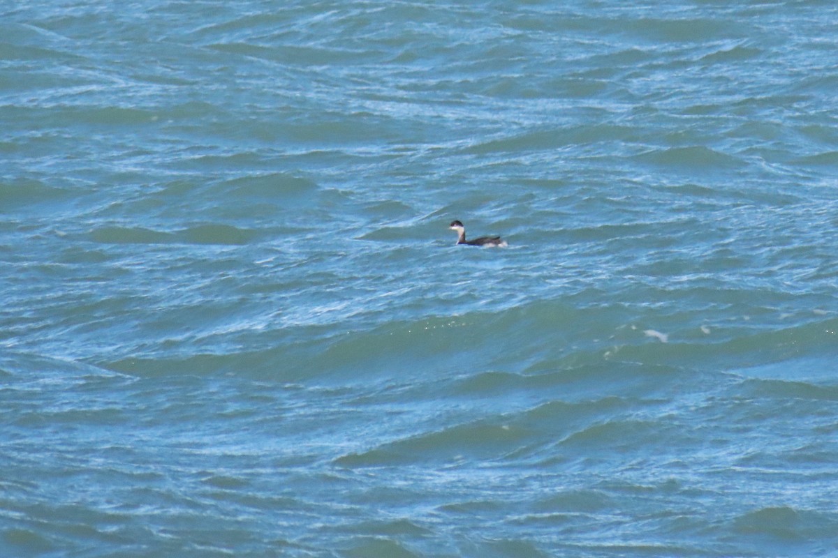 黑頸鸊鷉 - ML644247201