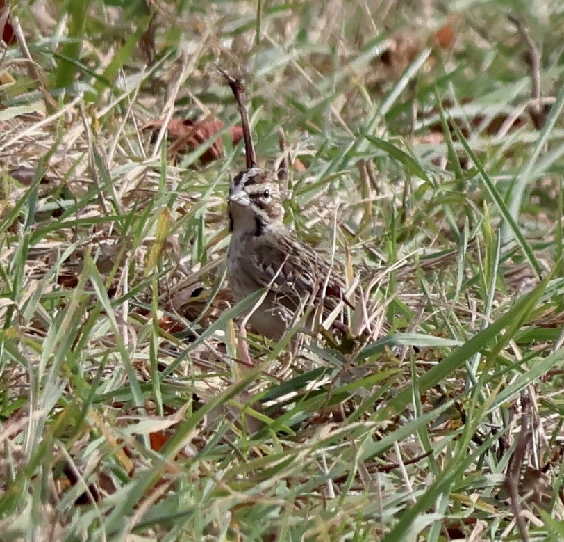 Lark Sparrow - ML644247209
