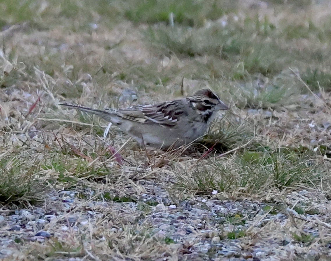Lark Sparrow - ML644247210
