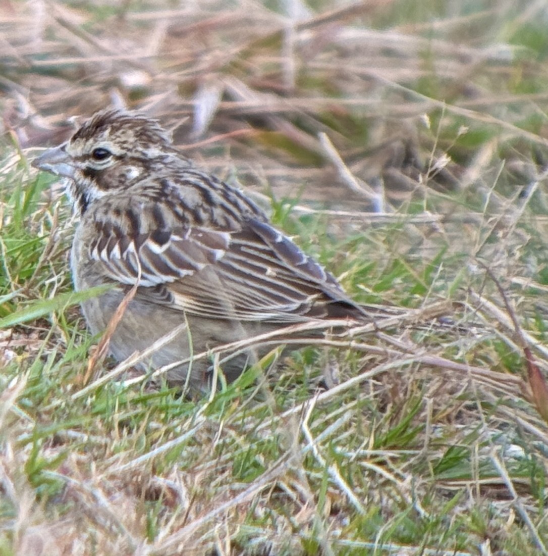 Lark Sparrow - ML644247212