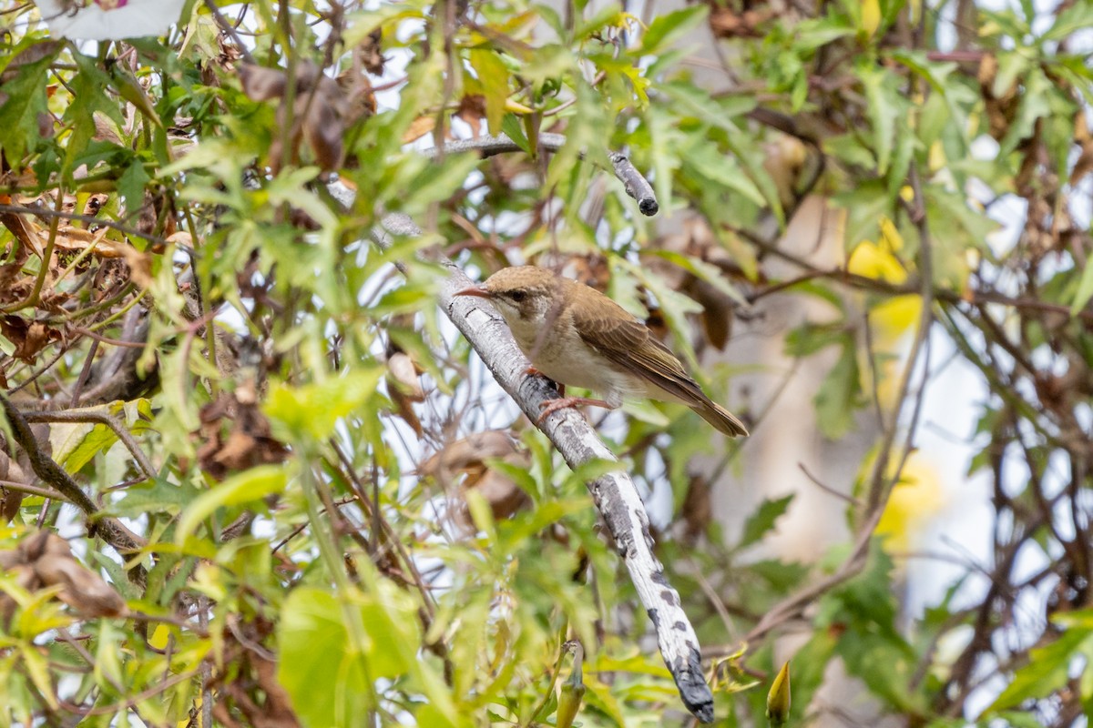 Brown-backed Honeyeater - ML644247222