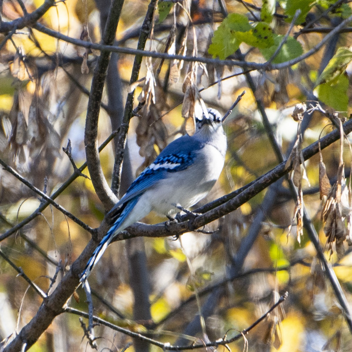 Blue Jay - ML644247229