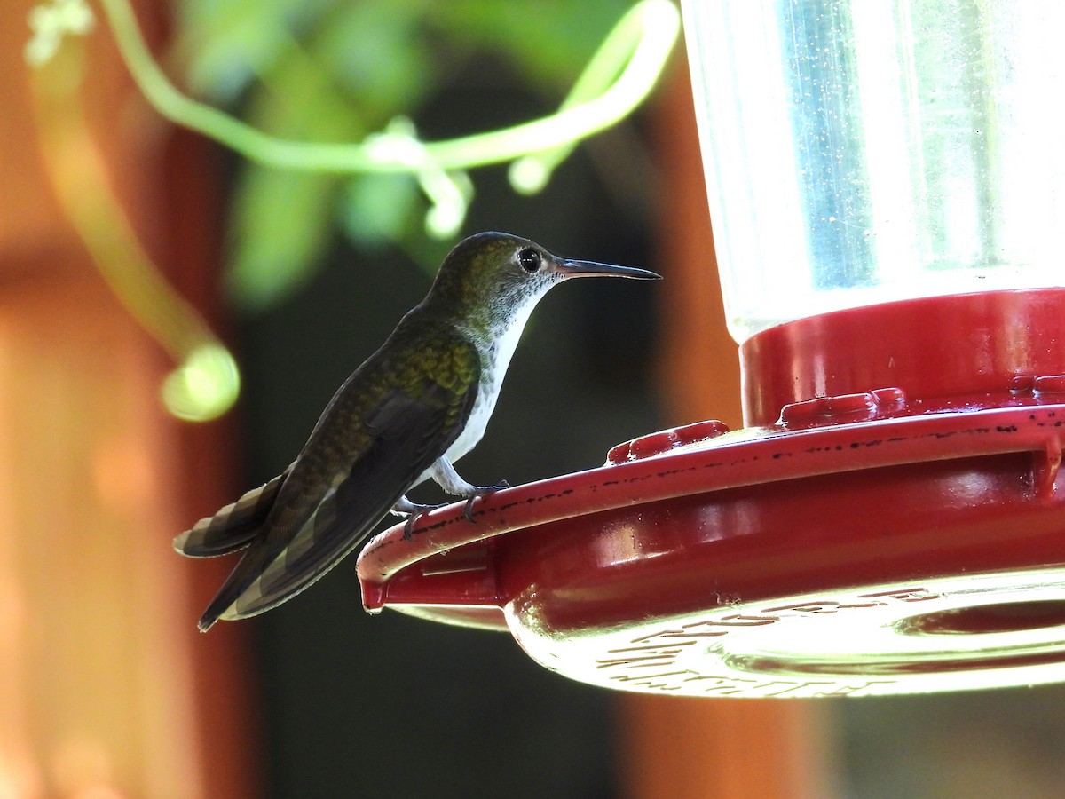 White-bellied Emerald - ML644247232