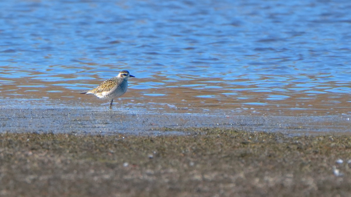 Буурал сүвээ цагаан - ML644247233