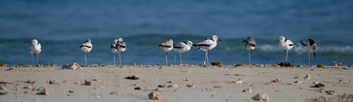Crab-Plover - ML644247248