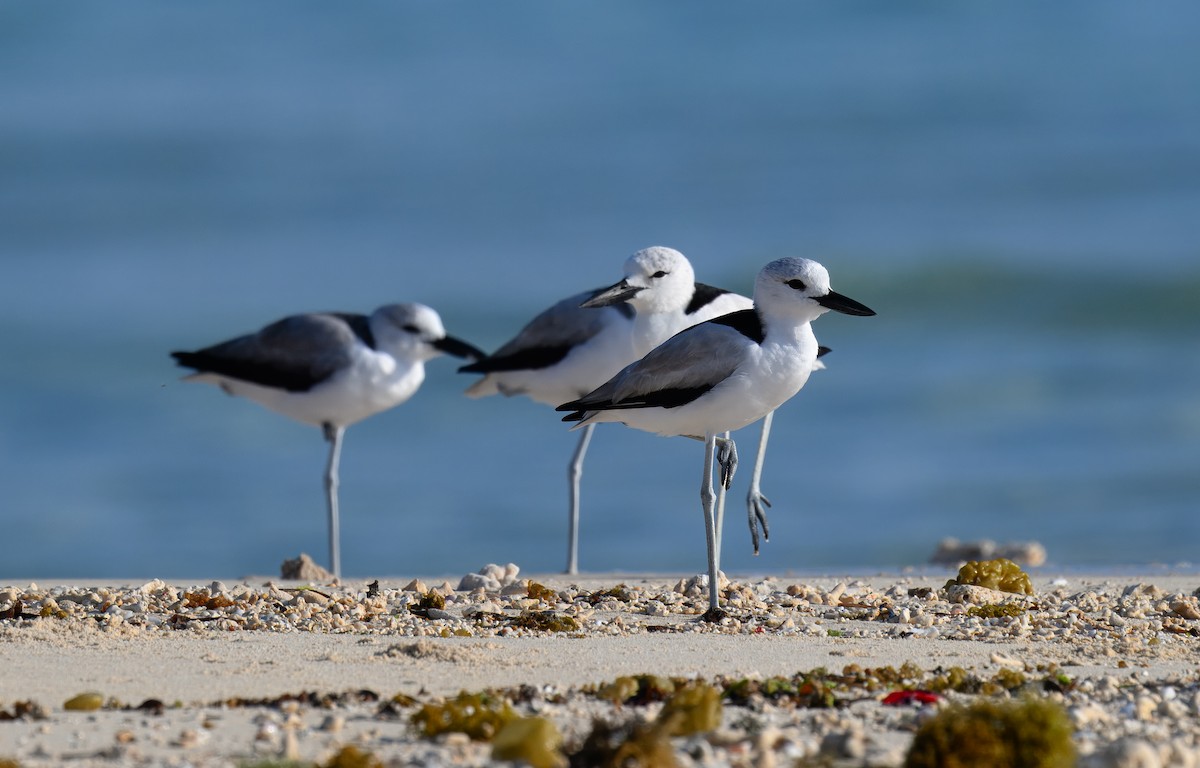 Crab-Plover - ML644247254