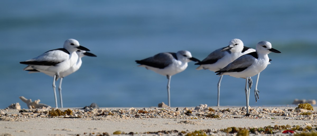 Crab-Plover - ML644247255