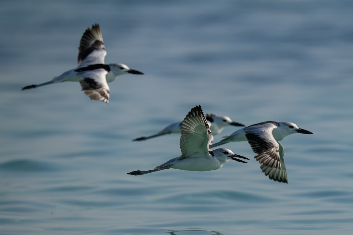 Crab-Plover - ML644247256