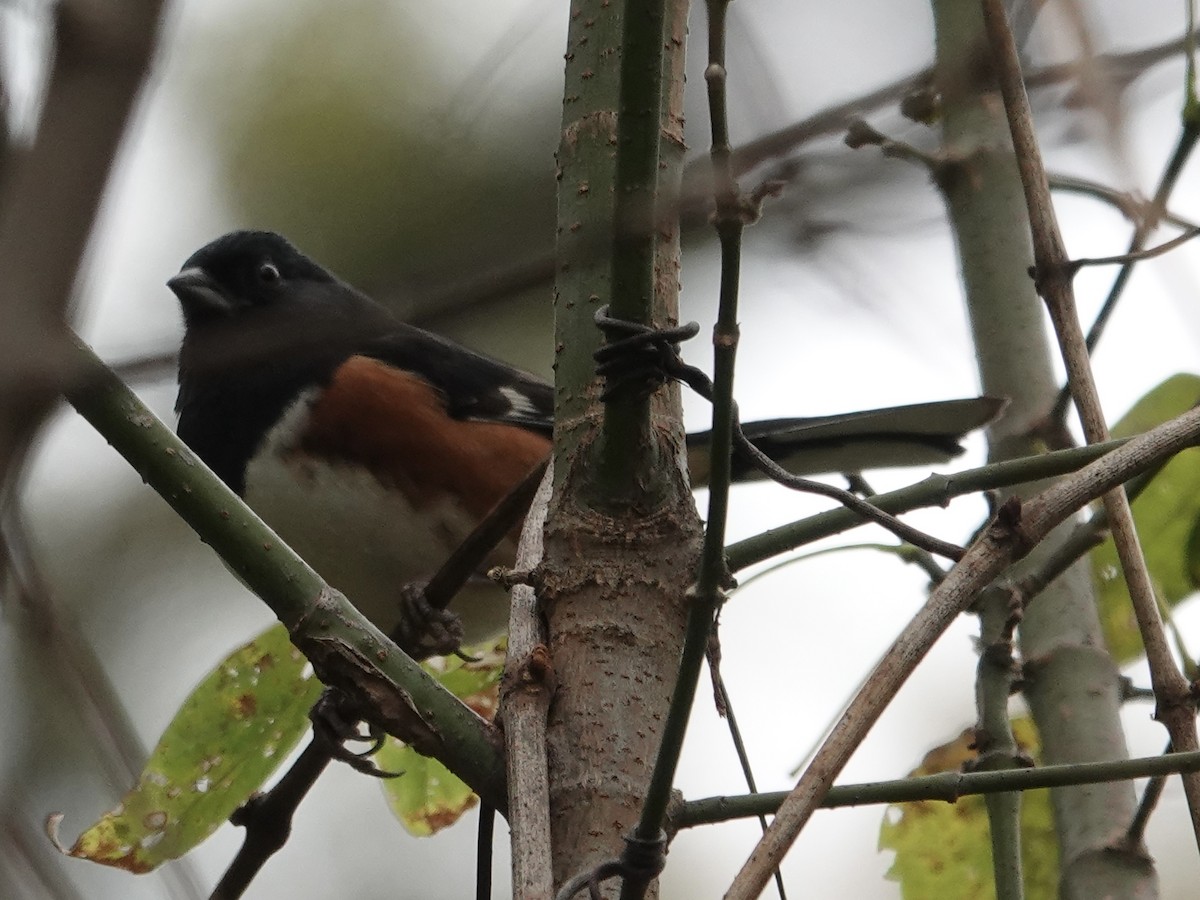 Eastern Towhee - ML644247265