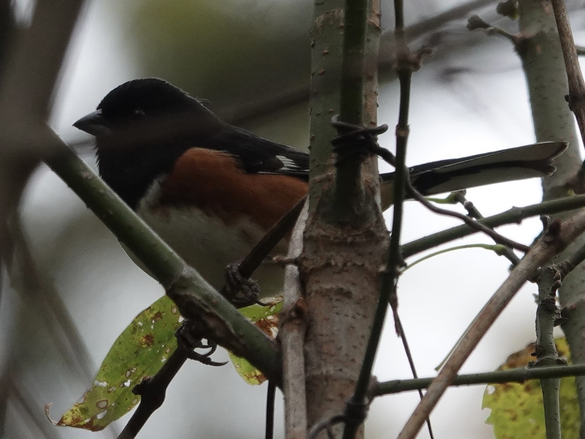 Eastern Towhee - ML644247266