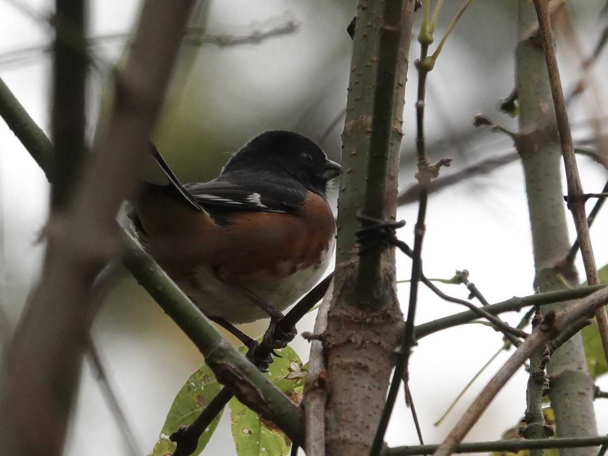 Eastern Towhee - ML644247267