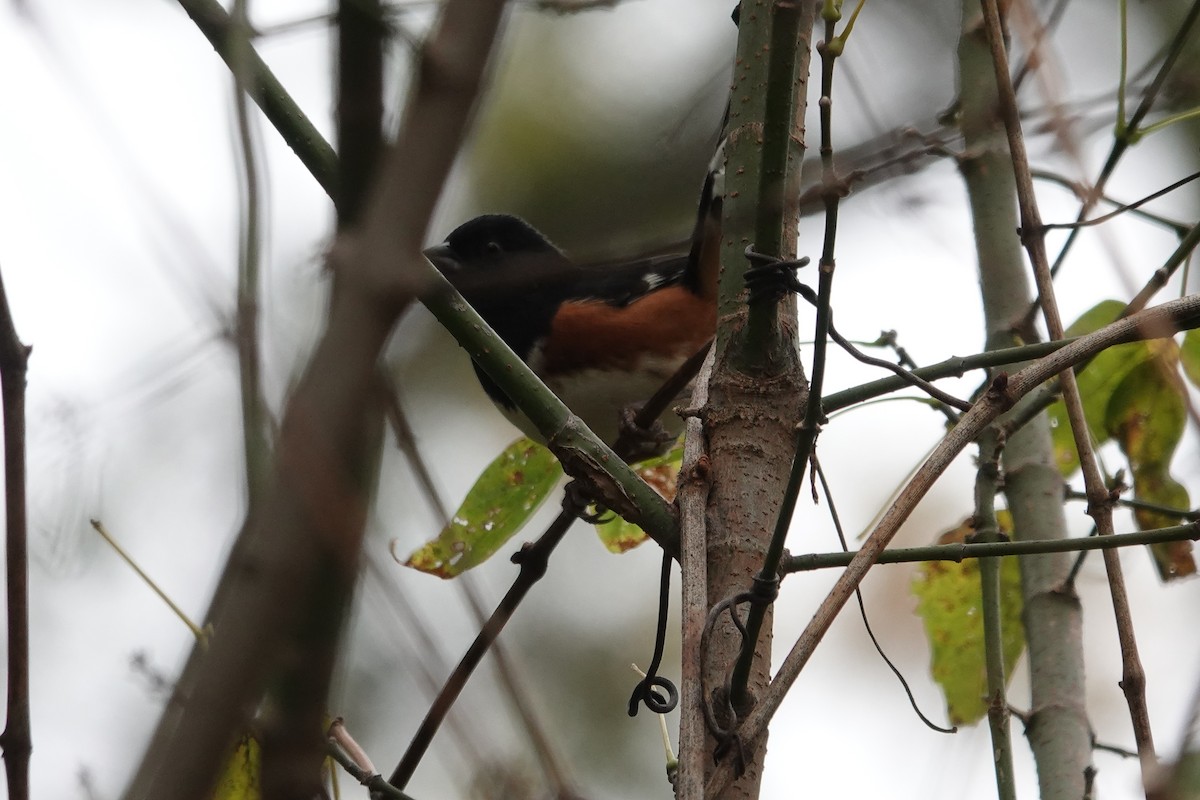 Eastern Towhee - ML644247268
