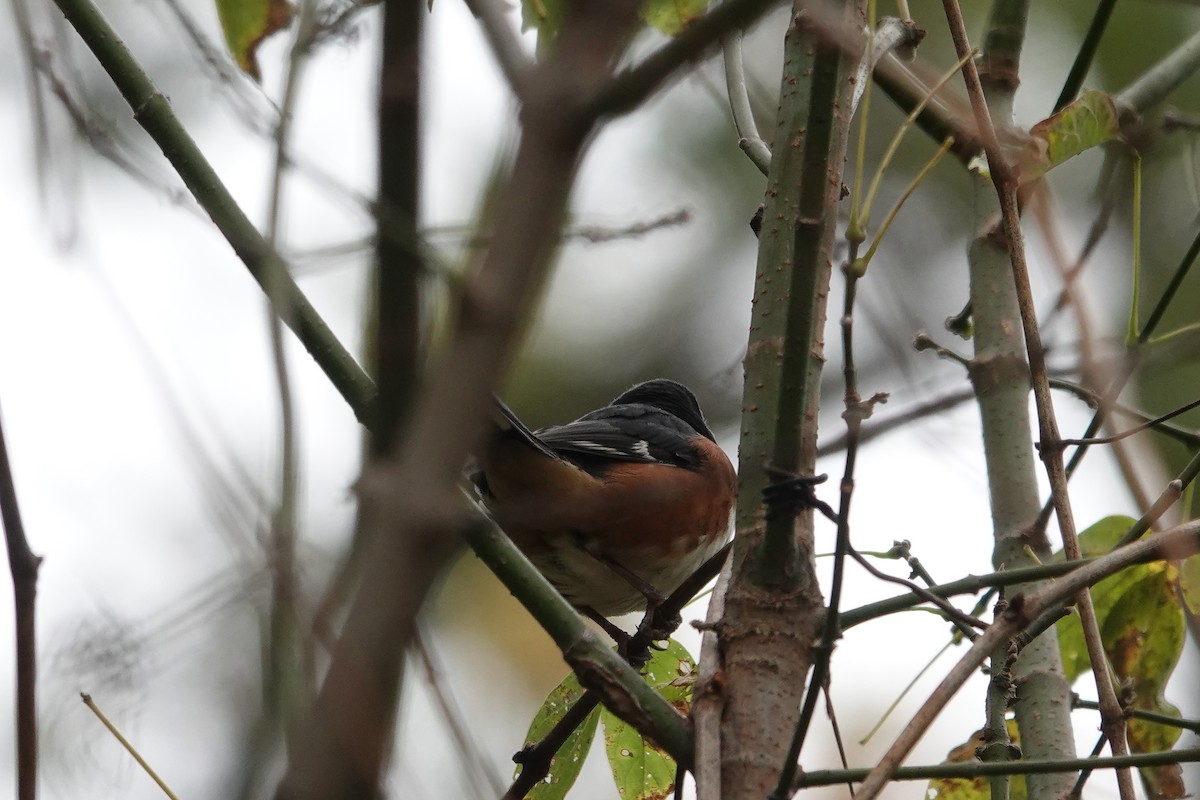 Eastern Towhee - ML644247269