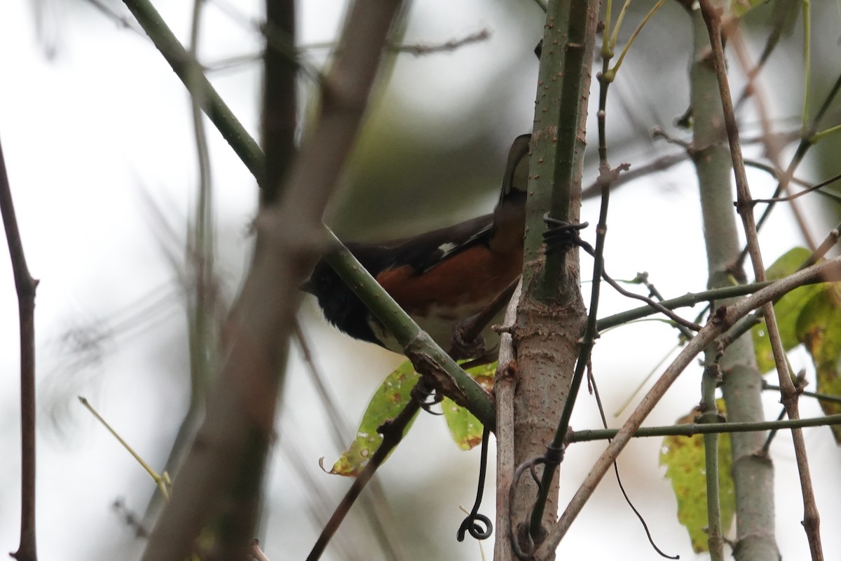 Eastern Towhee - ML644247270