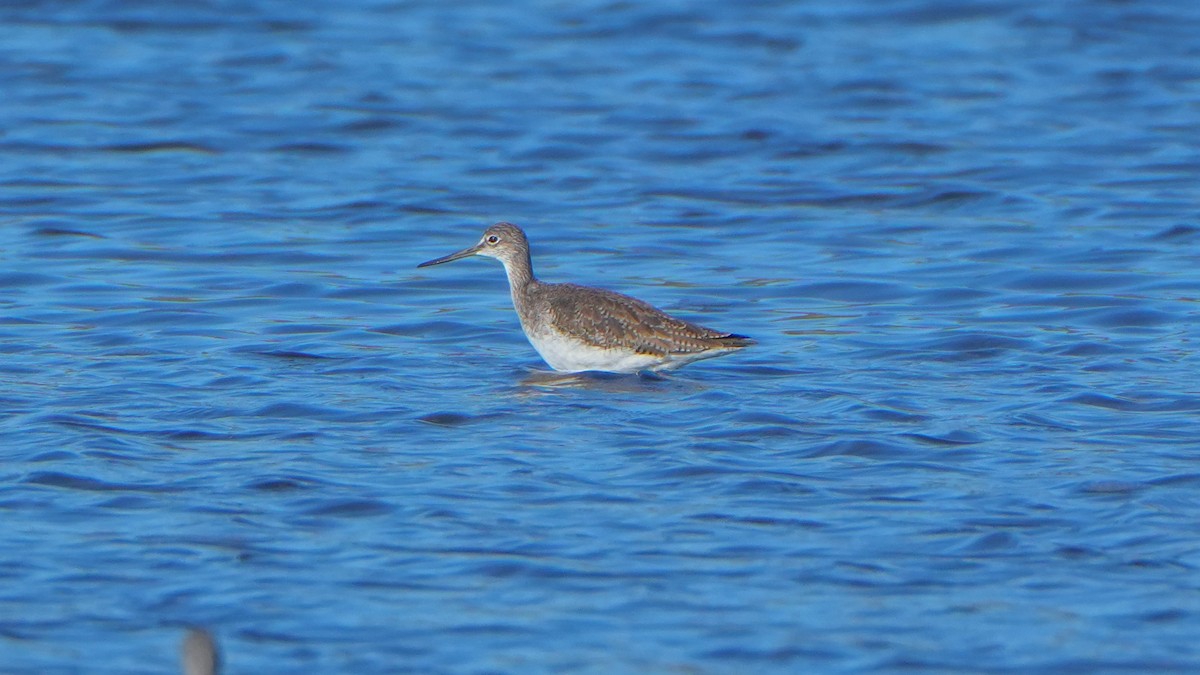 Greater Yellowlegs - ML644247271