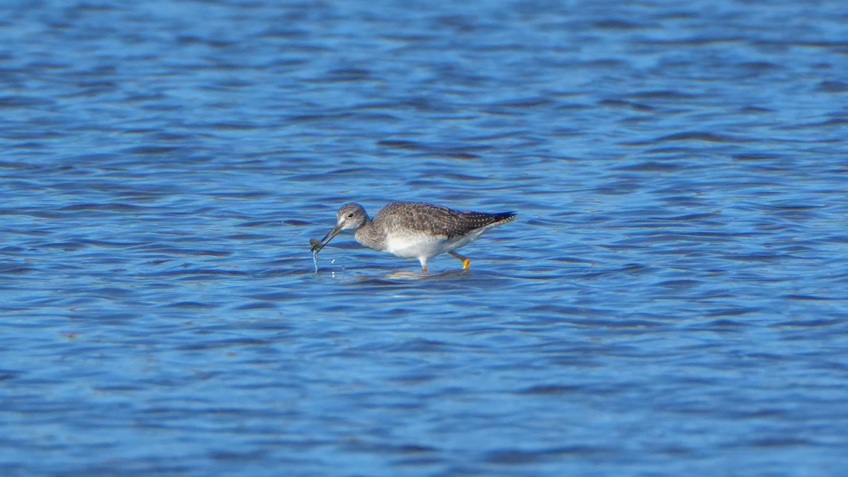 Greater Yellowlegs - ML644247272
