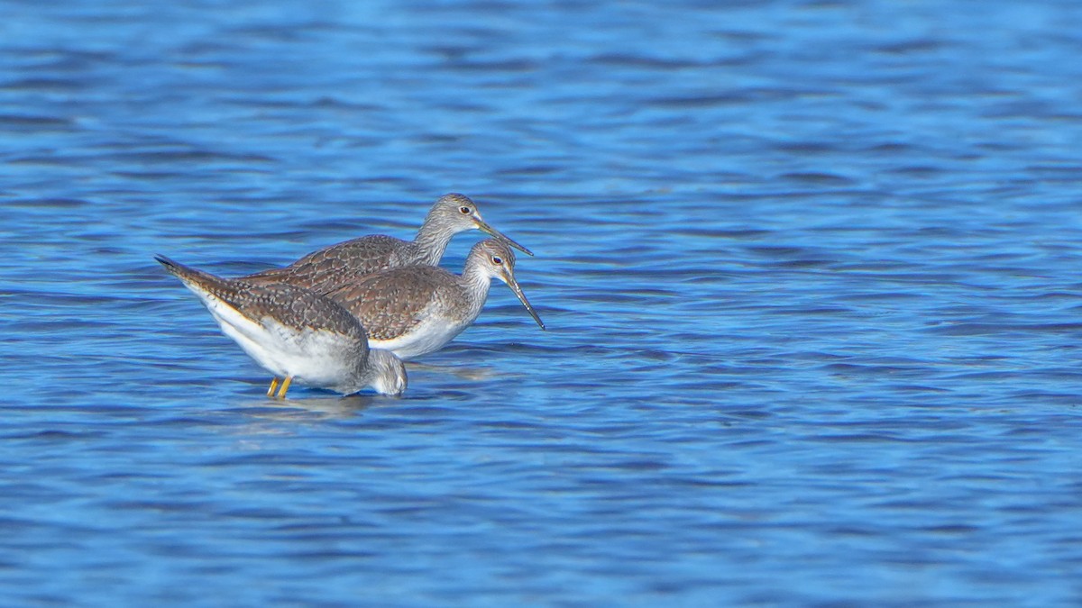 Greater Yellowlegs - ML644247273