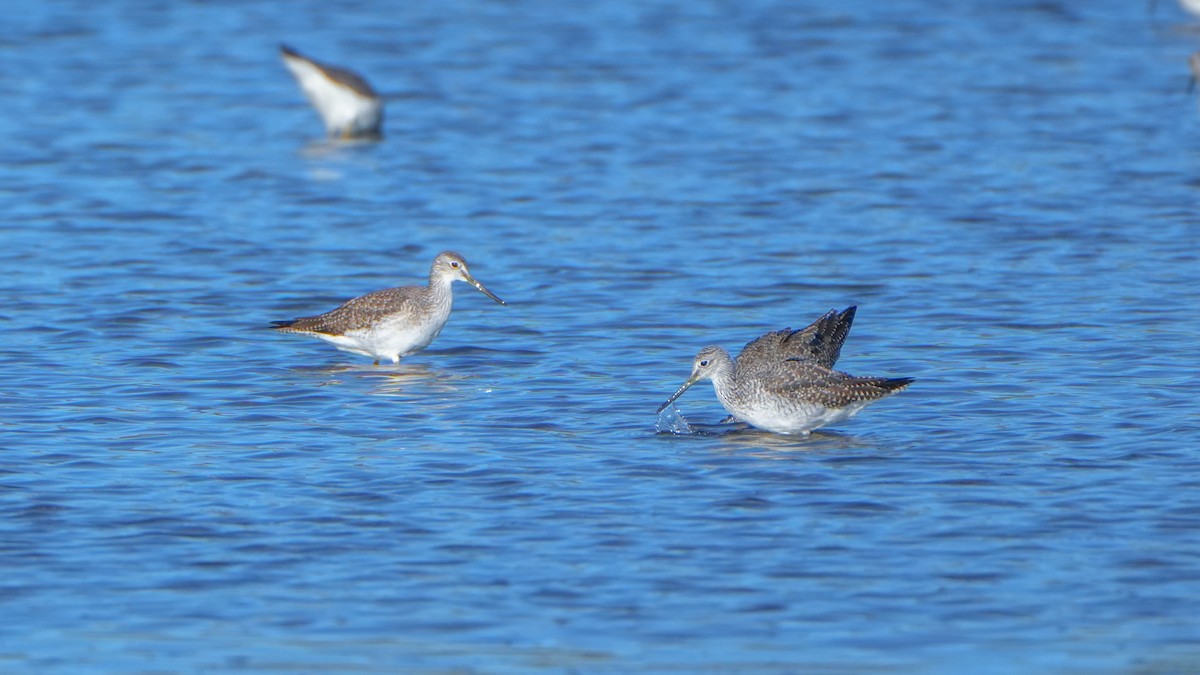 Greater Yellowlegs - ML644247274