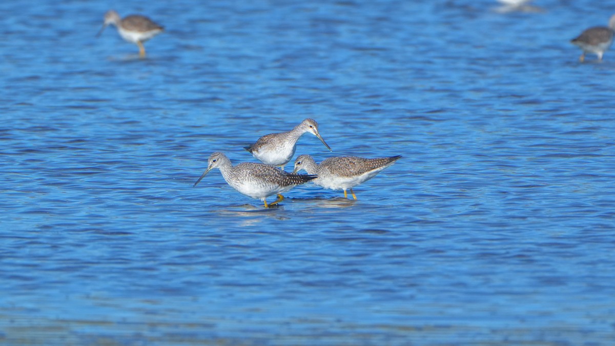Greater Yellowlegs - ML644247275