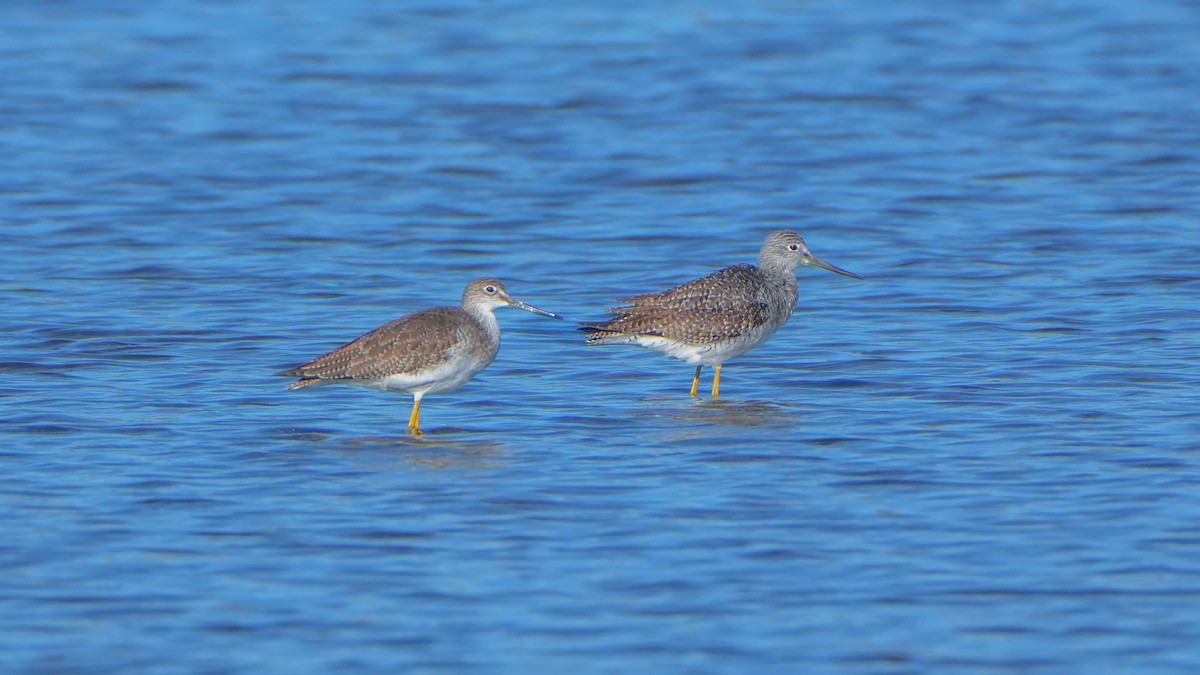 Greater Yellowlegs - ML644247276