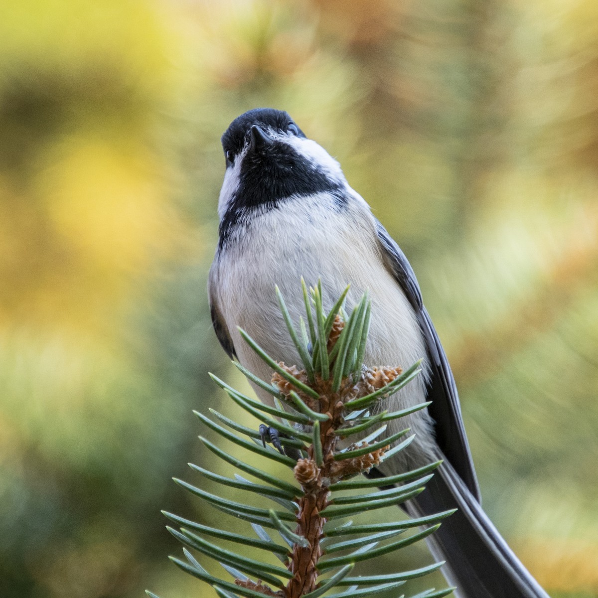 amerikameis - ML644247282