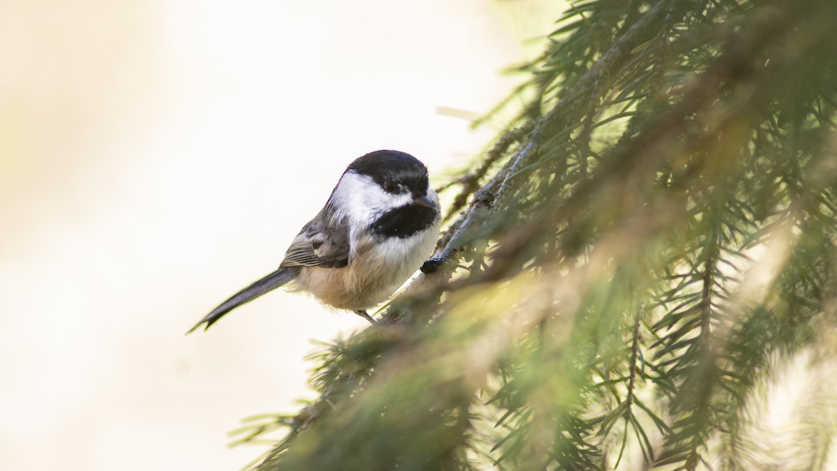 amerikameis - ML644247283