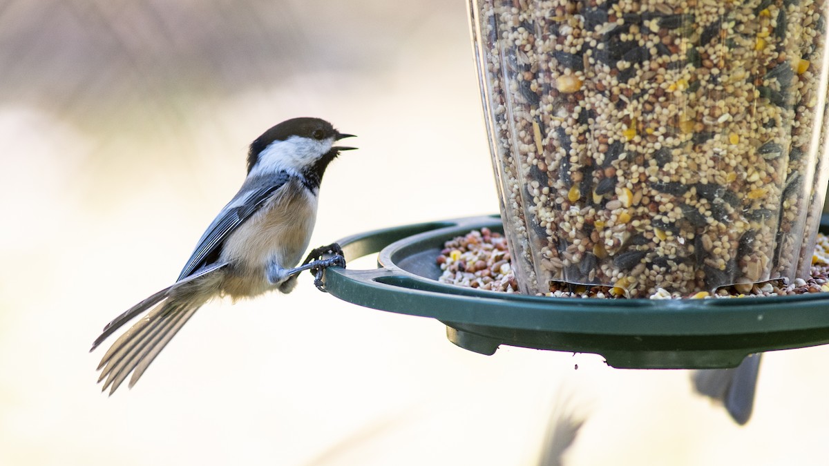 amerikameis - ML644247284