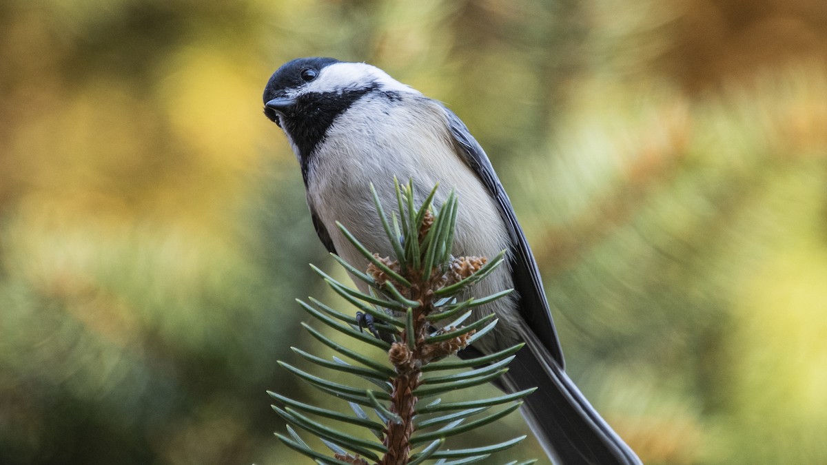 amerikameis - ML644247285