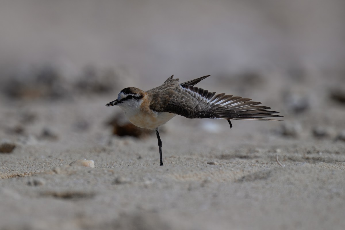 White-fronted Plover - ML644247291