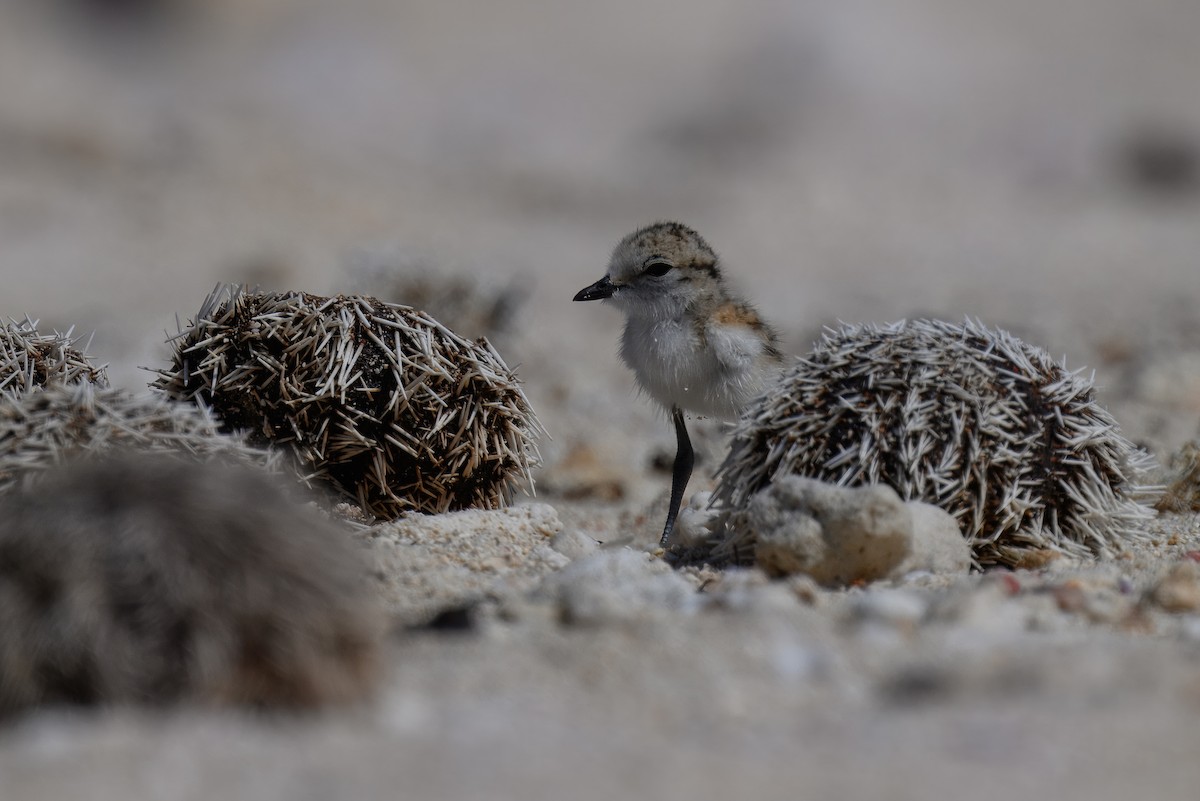 White-fronted Plover - ML644247292