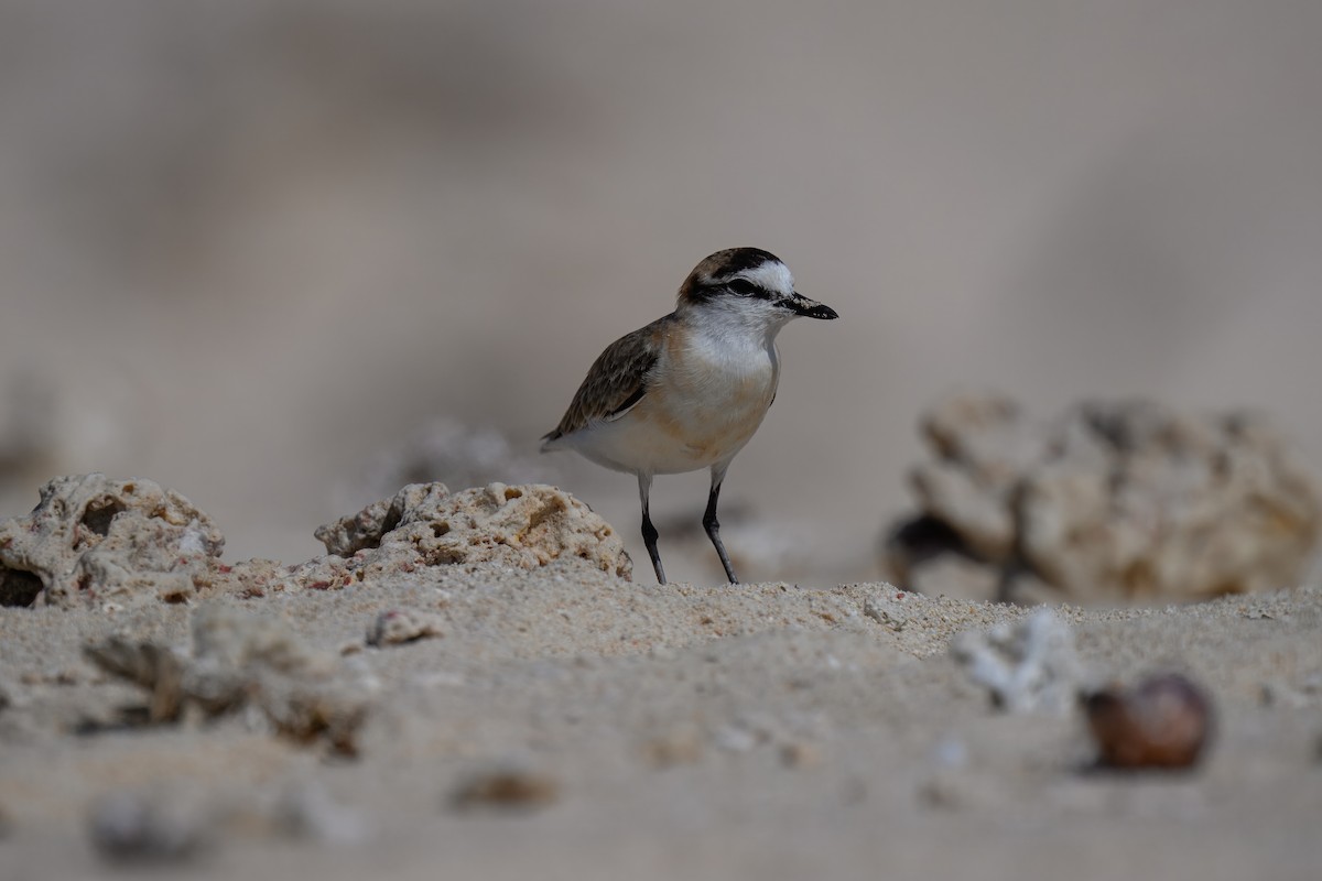White-fronted Plover - ML644247293