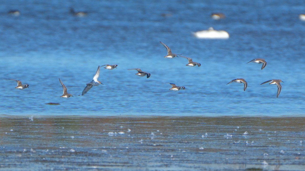 Хар элсэг - ML644247305