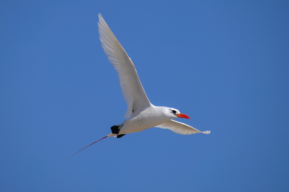 Red-tailed Tropicbird - ML644247306