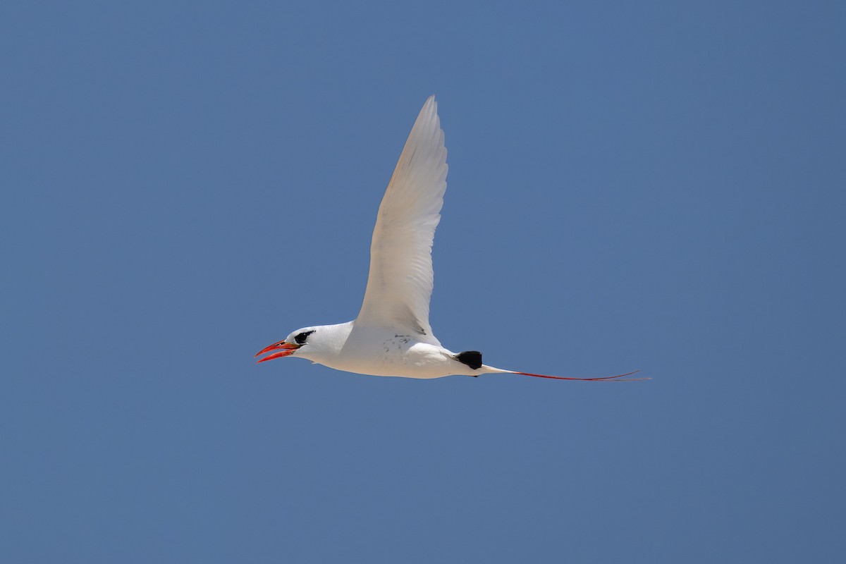 Red-tailed Tropicbird - ML644247309