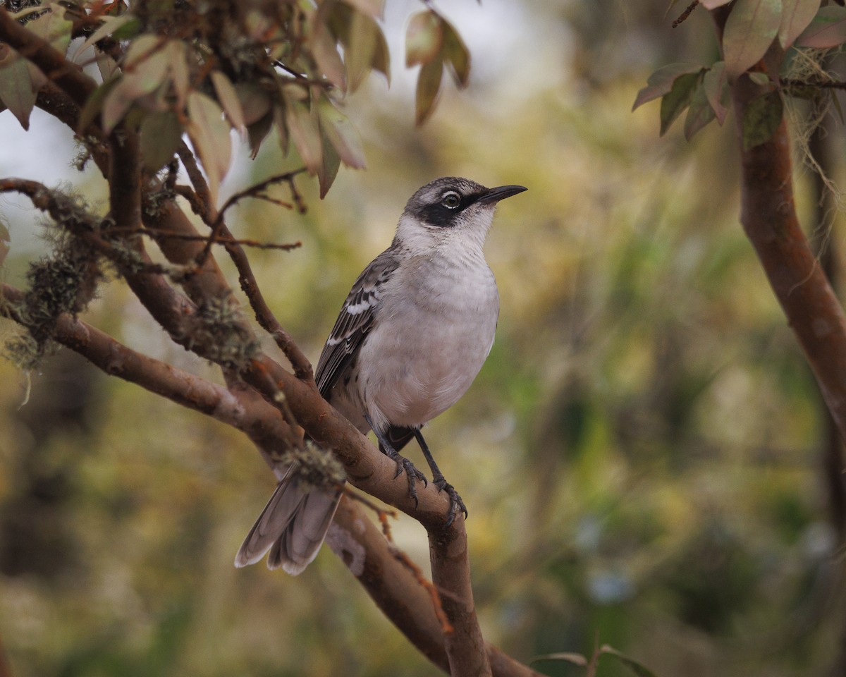 Galapagos Mockingbird - ML644247314