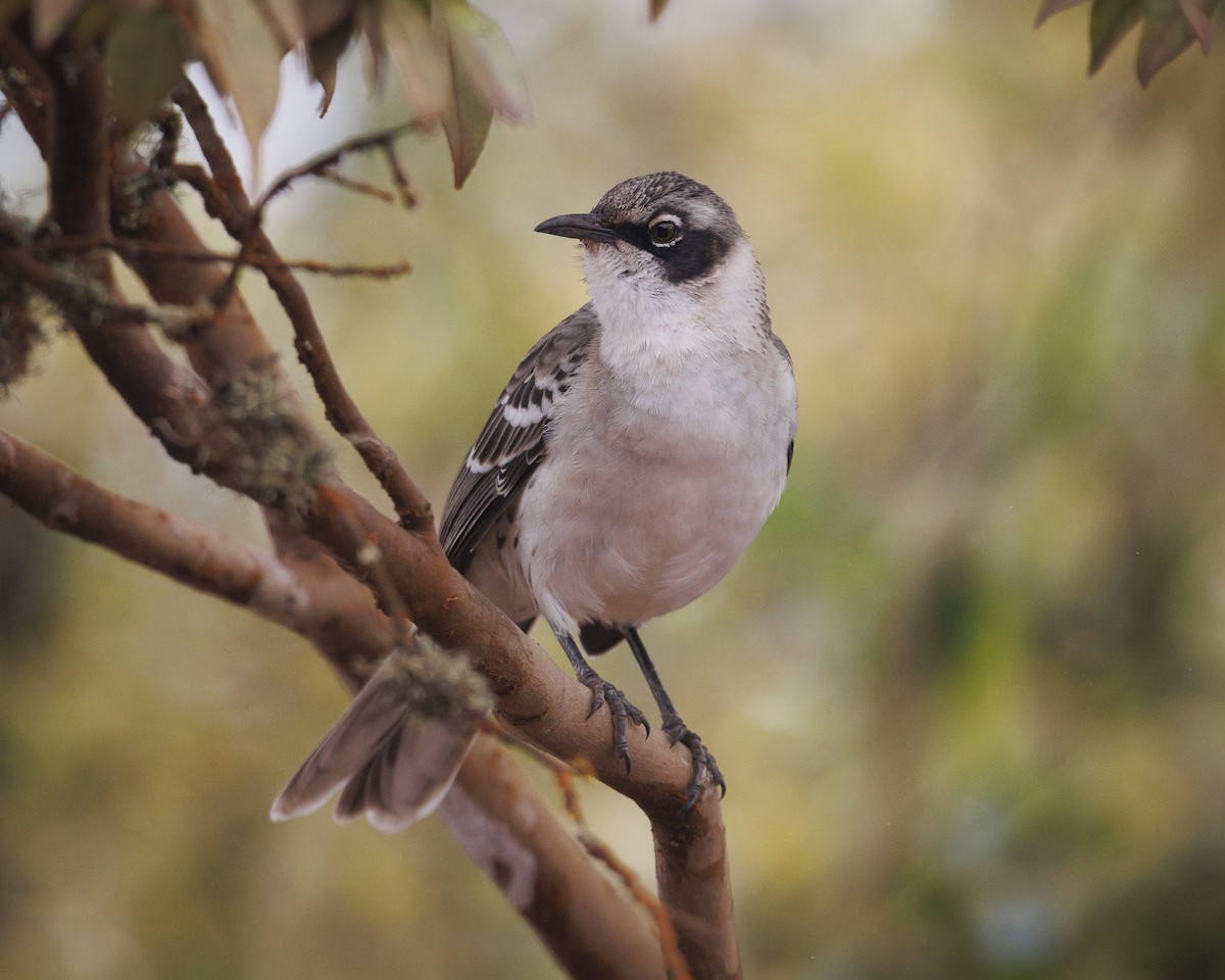 Galapagos Mockingbird - ML644247315