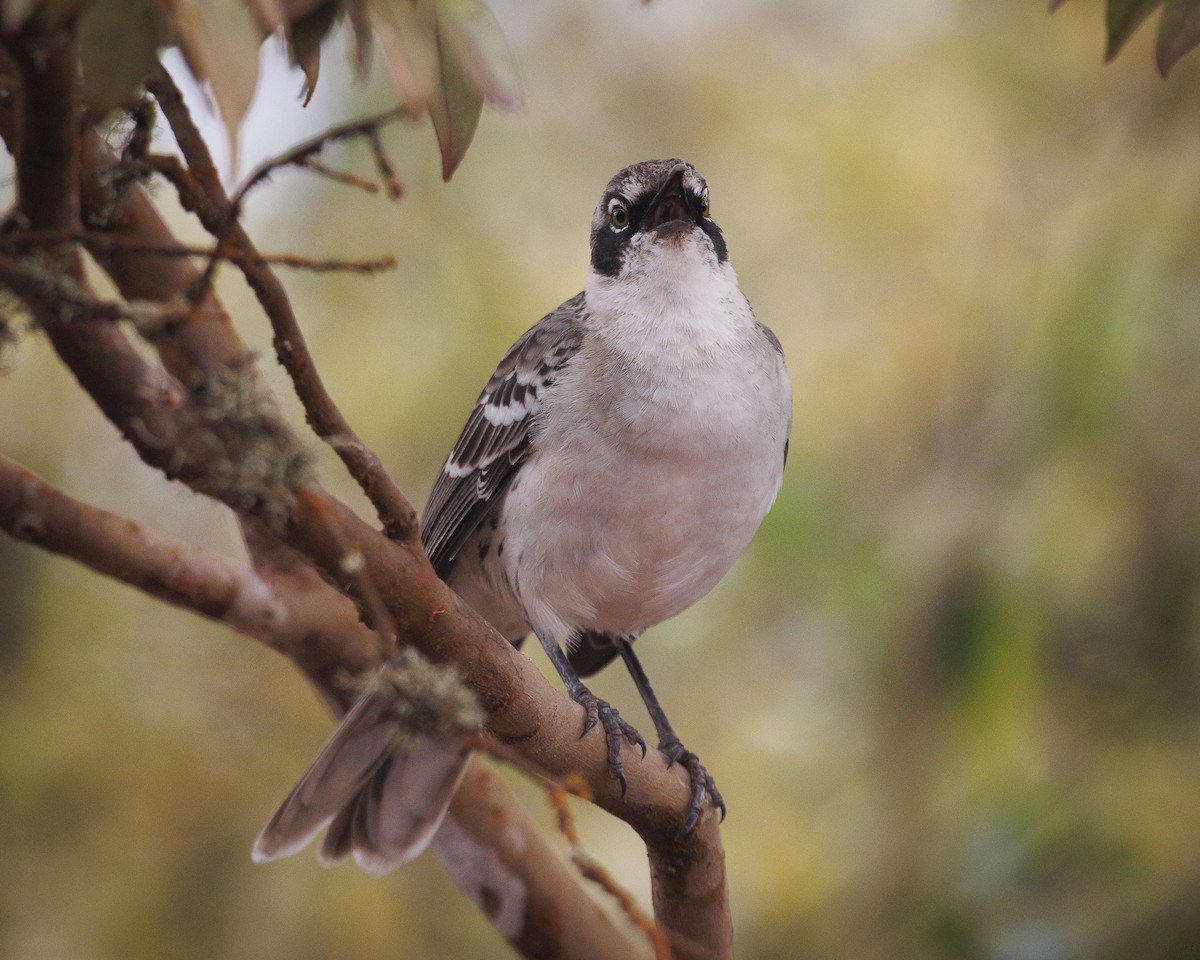 Galapagos Mockingbird - ML644247316