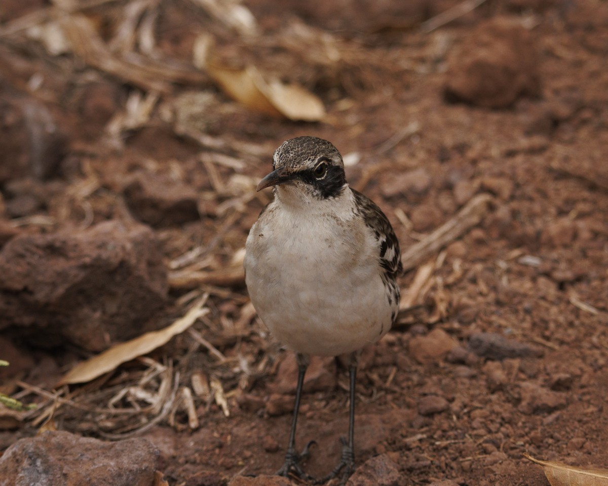 Galapagos Mockingbird - ML644247317