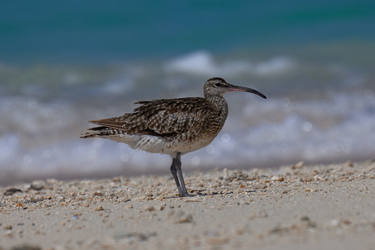 Eurasian Whimbrel (European) - ML644247323