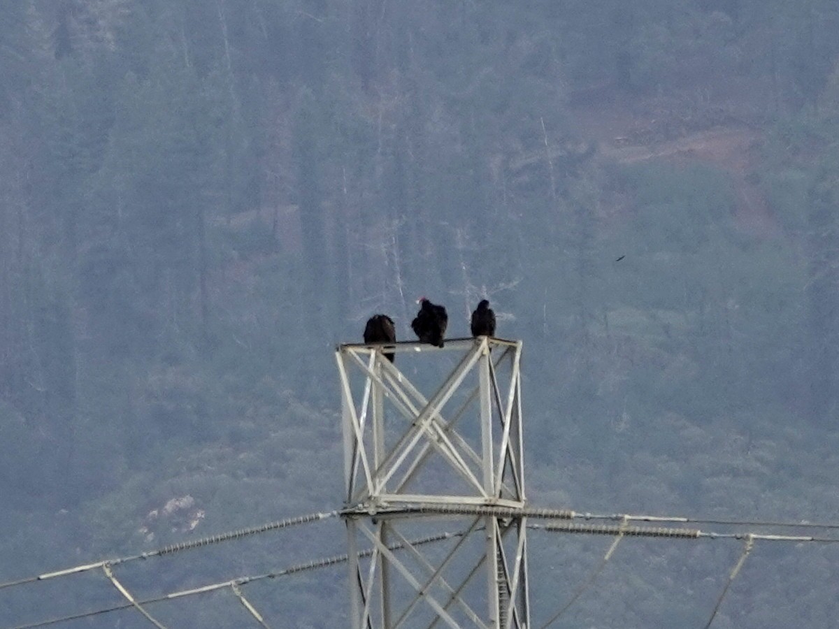 Turkey Vulture - ML644247328