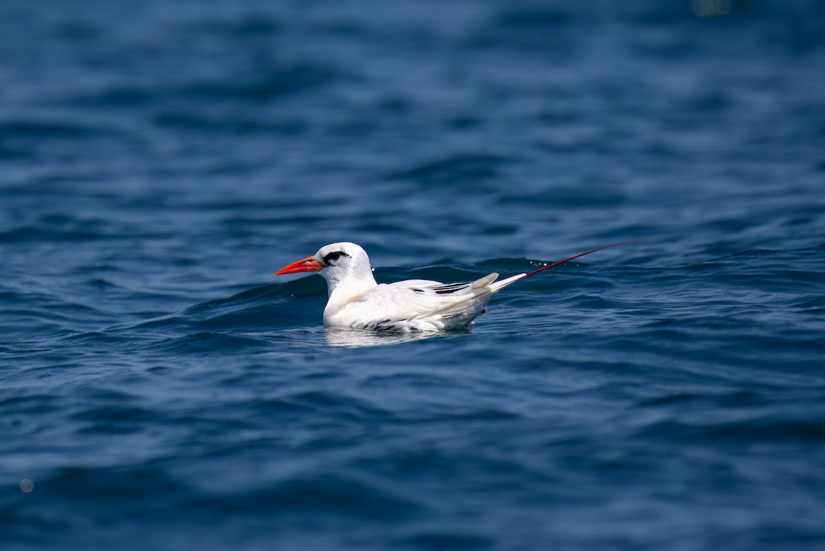 Red-tailed Tropicbird - ML644247335