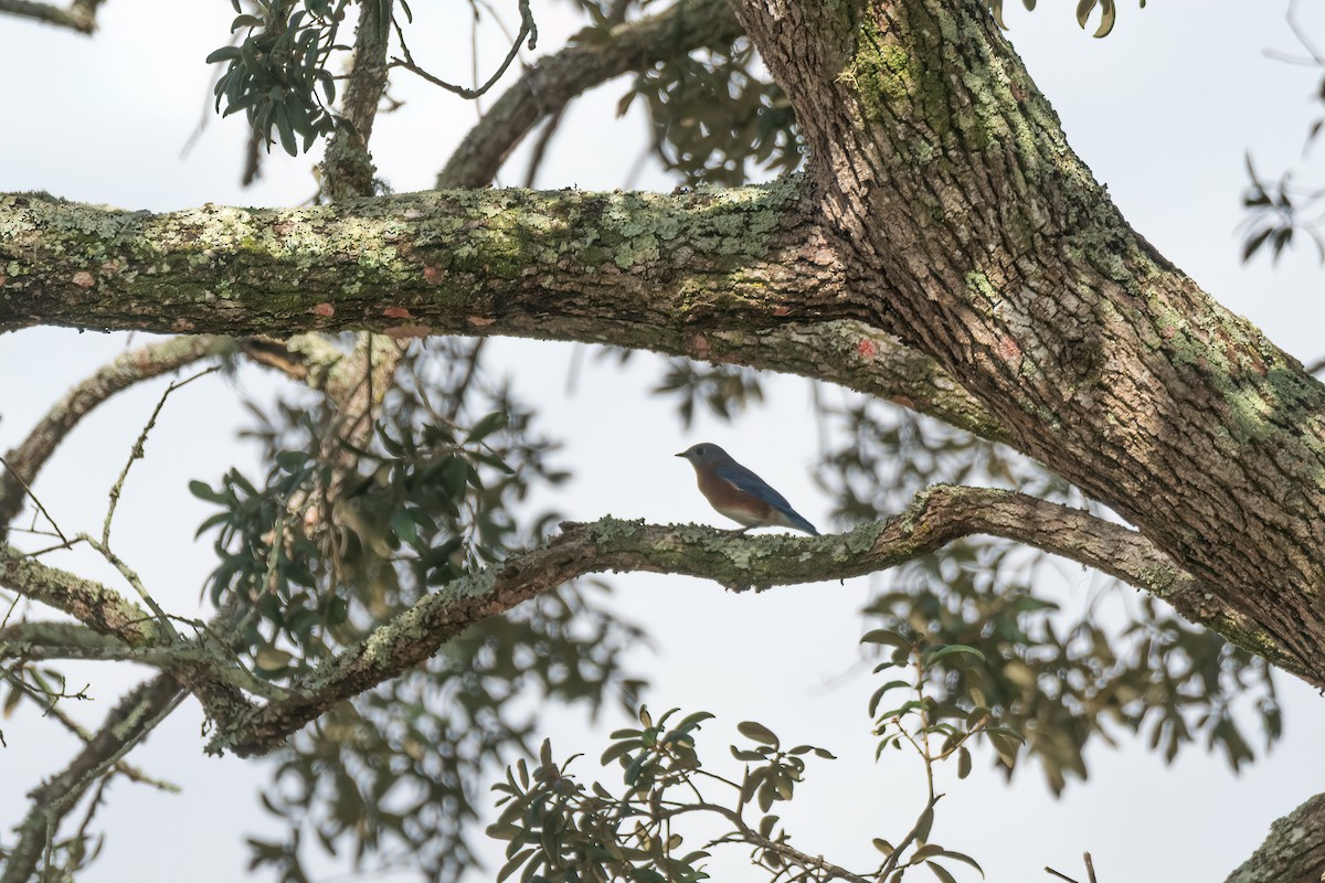 Azulejo Oriental - ML644247336