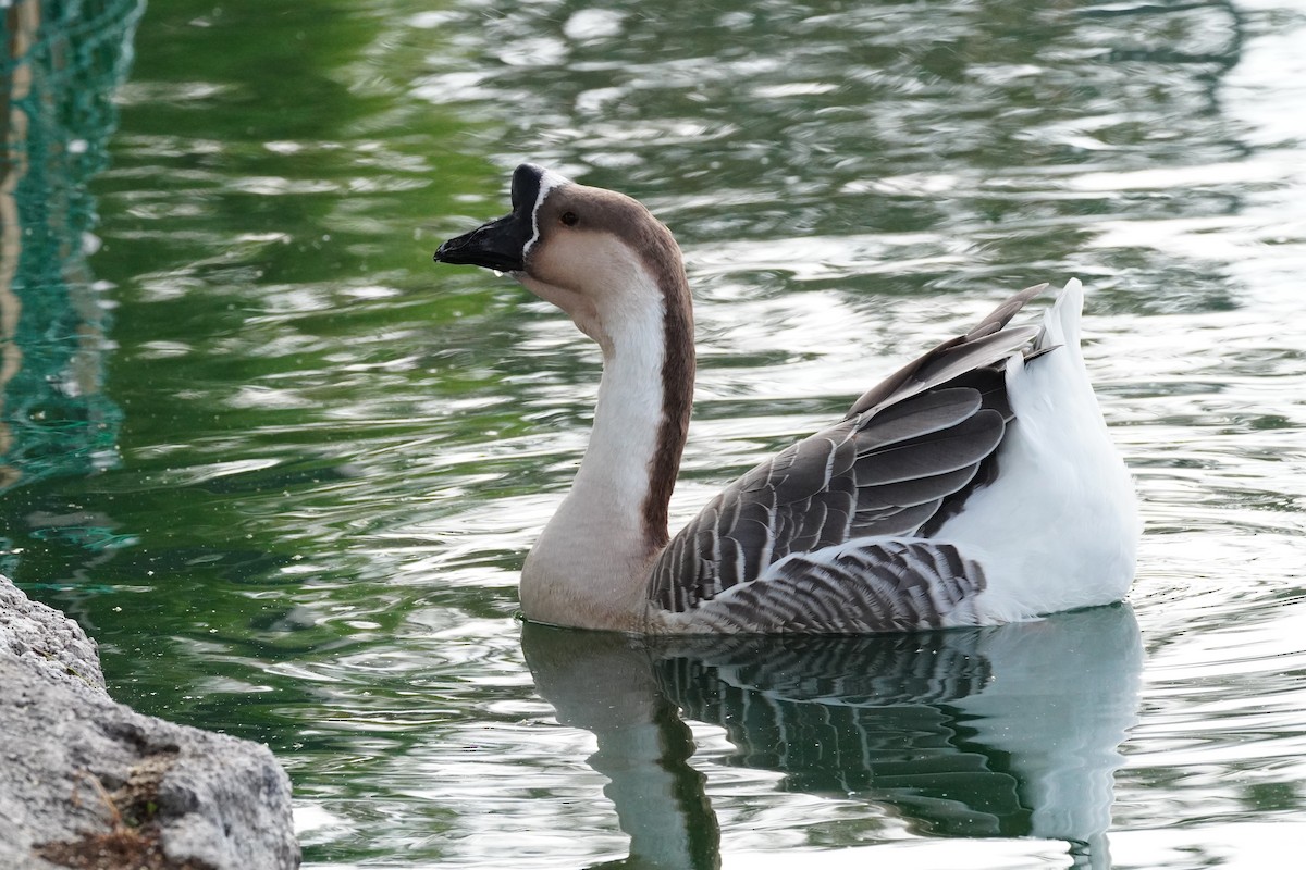 husa labutí (domestikovaná) - ML644247339