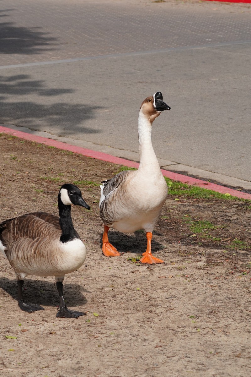 husa labutí (domestikovaná) - ML644247340