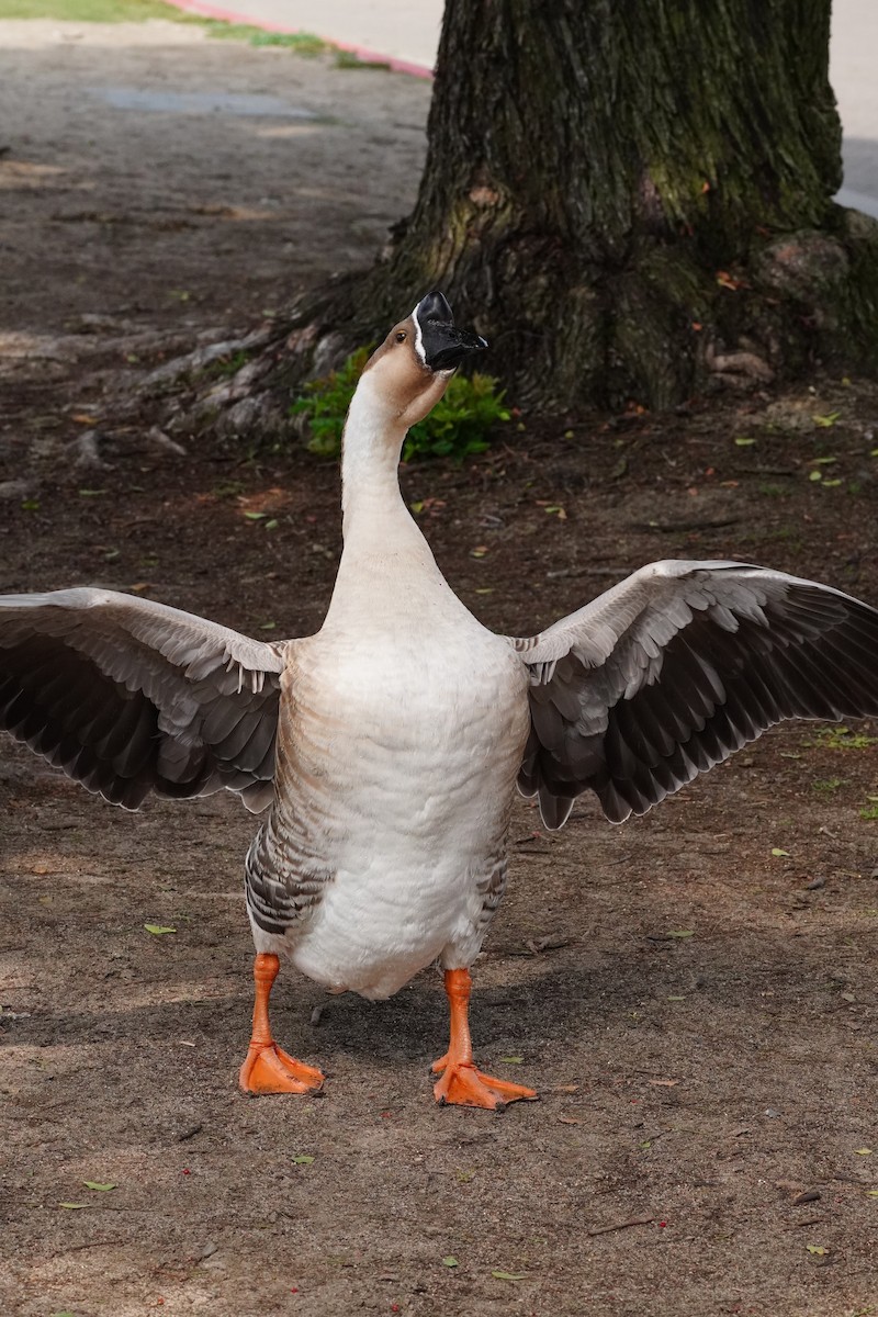 husa labutí (domestikovaná) - ML644247341