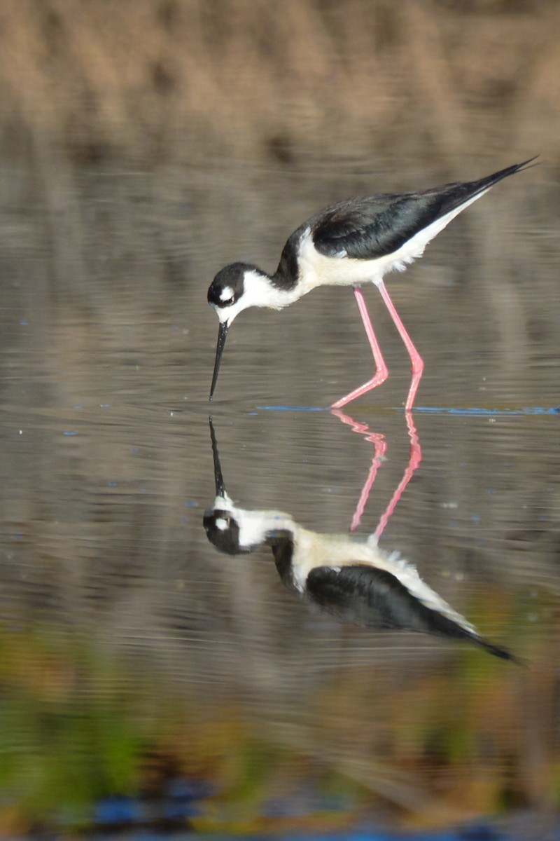 Кулик-довгоніг американський - ML644247344