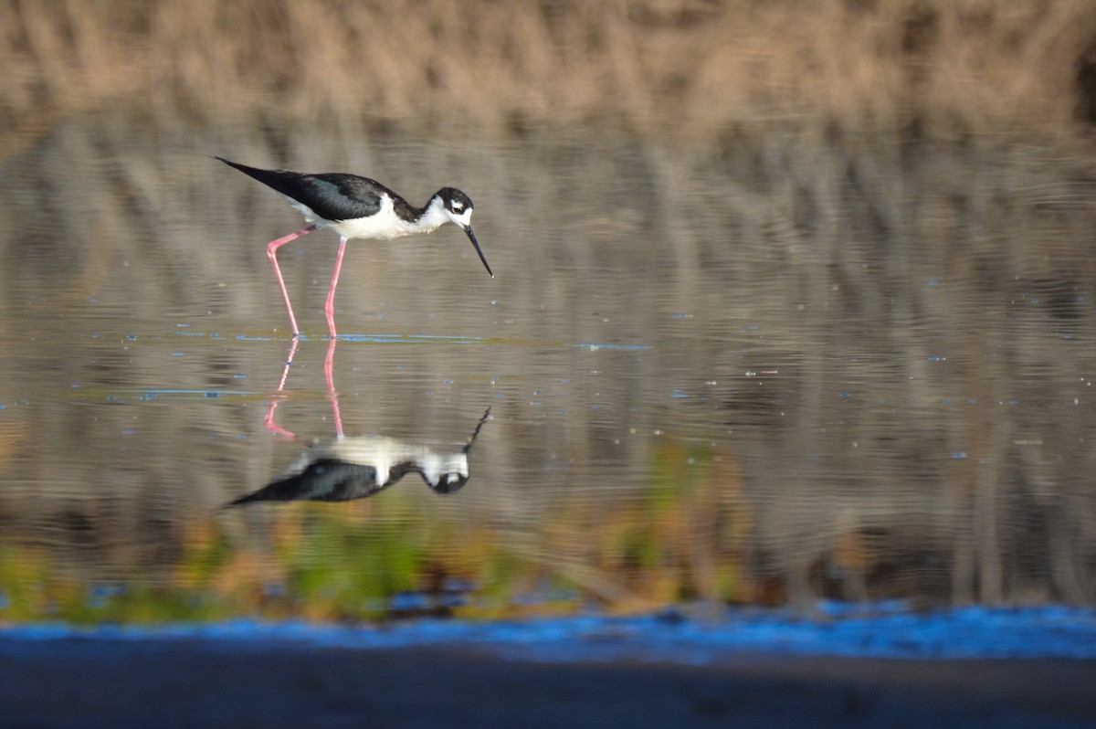 Кулик-довгоніг американський - ML644247345