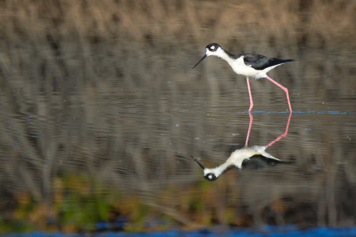 Кулик-довгоніг американський - ML644247346
