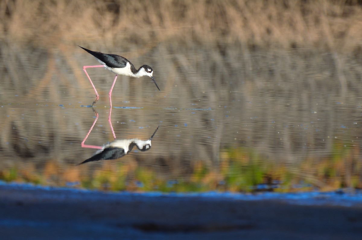 Кулик-довгоніг американський - ML644247347