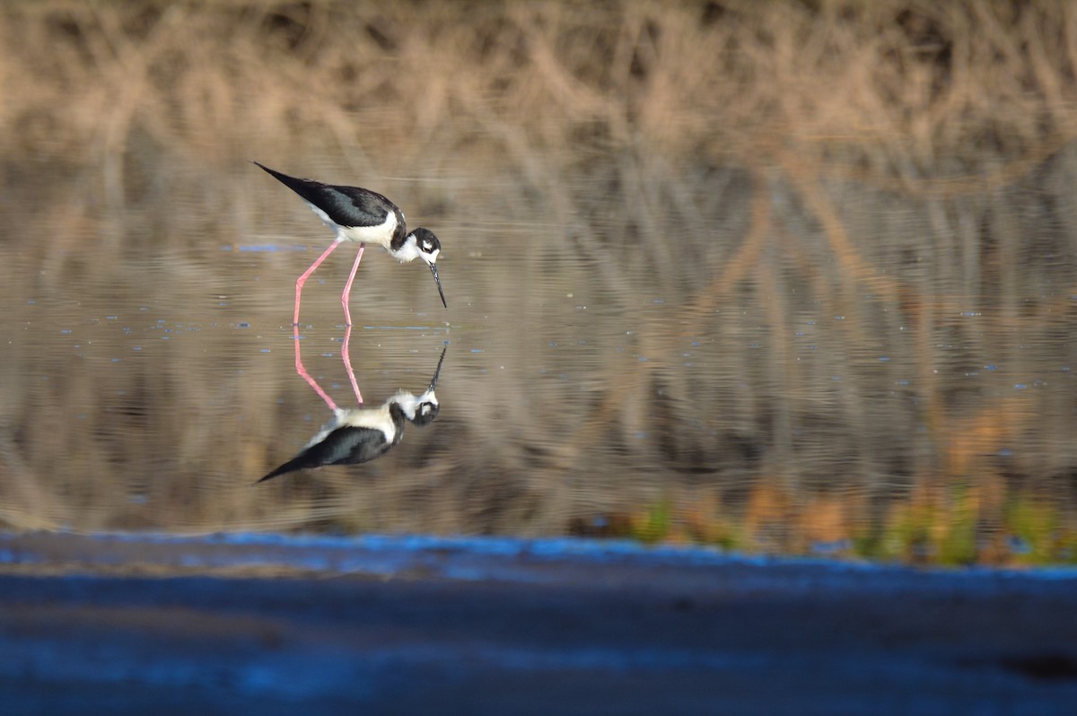 Кулик-довгоніг американський - ML644247348
